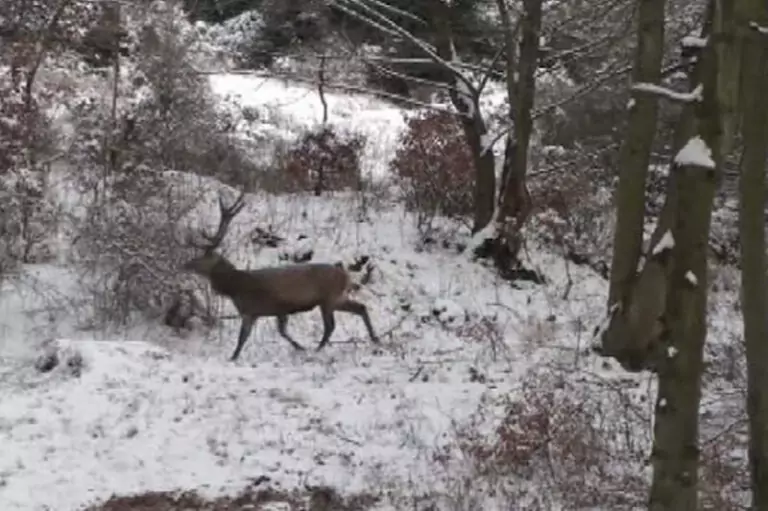 wild-im-wald